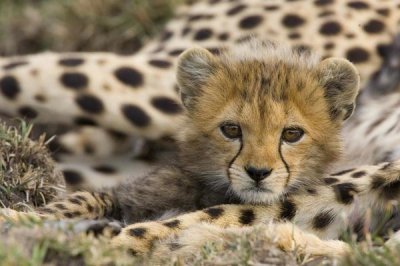 Suzi Eszterhas - Cheetah cub portrait, Maasai Mara Reserve, Kenya