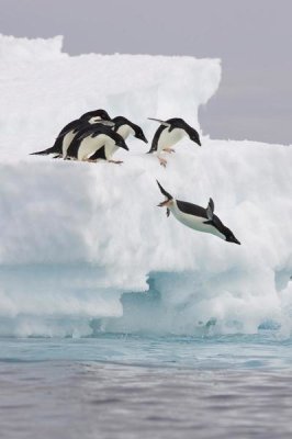 Suzi Eszterhas - Adelie Penguin diving off iceberg, Paulet Island, Antarctica