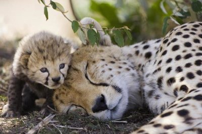 Suzi Eszterhas - Cheetah mother and seven day old cub, Maasai Mara Reserve, Kenya