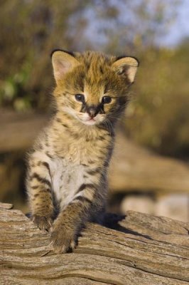 Suzi Eszterhas - Serval kitten, two and a half week old orphan, Masai Mara Reserve, Kenya