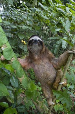 Suzi Eszterhas - Brown-throated Three-toed Sloth male, Aviarios Sloth Sanctuary, Costa Rica