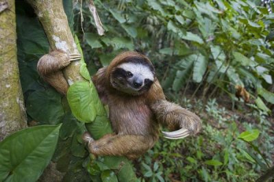 Suzi Eszterhas - Brown-throated Three-toed Sloth male, Aviarios Sloth Sanctuary, Costa Rica