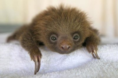 Suzi Eszterhas - Hoffmann's Two-toed Sloth orphaned baby, Aviarios Sloth Sanctuary, Costa Rica