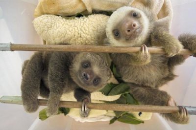 Suzi Eszterhas - Hoffmann's Two-toed Sloth orphaned babies, Aviarios Sloth Sanctuary, Costa Rica