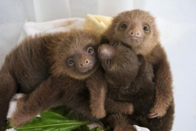 Suzi Eszterhas - Hoffmann's Two-toed Sloth orphaned babies, Aviarios Sloth Sanctuary, Costa Rica