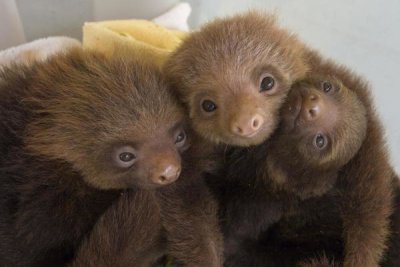 Suzi Eszterhas - Hoffmann's Two-toed Sloth orphaned babies, Aviarios Sloth Sanctuary, Costa Rica