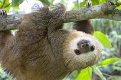 Suzi Eszterhas - Hoffmann's Two-toed Sloth six month old orphan in tree, Aviarios Sloth Sanctuary, Costa Rica