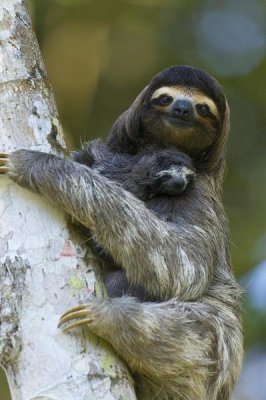 Suzi Eszterhas - Brown-throated Three-toed Sloth mother and newborn baby, Aviarios Sloth Sanctuary, Costa Rica