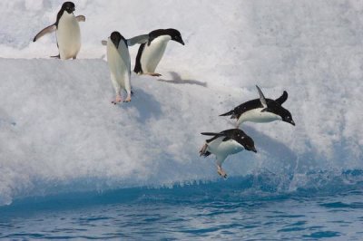 Suzi Eszterhas - Adelie Penguin group jumping and diving off iceberg into cold water, Paulet Island, Antarctica