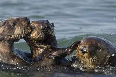 Suzi Eszterhas - Sea Otter bachelor male chasing mother with three to six month old pup, Monterey Bay, California