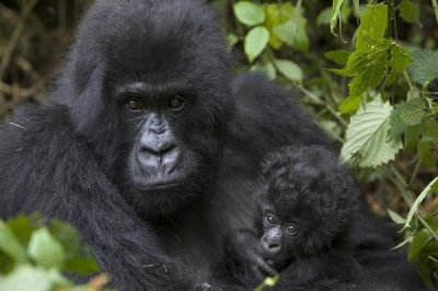 Suzi Eszterhas - Mountain Gorilla mother and three month old infant, endangered, Parc National Des Volcans, Rwanda