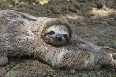 Suzi Eszterhas - Brown-throated Three-toed Sloth male walking on forest floor, Aviarios Sloth Sanctuary, Costa Rica