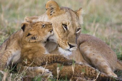 Suzi Eszterhas - African Lion mother and young cubs, Masai Mara National Reserve, Kenya