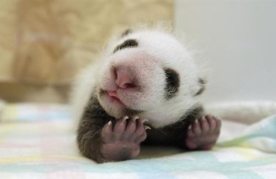 Katherine Feng - Giant Panda baby stretching, Wolong Nature Reserve, China