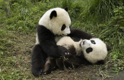 Katherine Feng - Giant Panda cubs playing, Wolong Nature Reserve, China