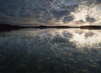 Tim Fitzharris - American Alligator in Nine-mile Pond, Everglades National Park, Florida