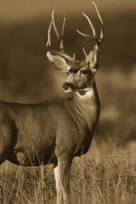 Tim Fitzharris - Mule Deer male in dry grass, North America - Sepia