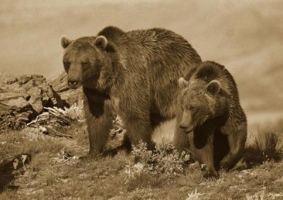Tim Fitzharris - Grizzly Bear mother with a one year old cub, North America
