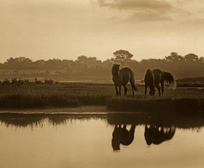 Tim Fitzharris - Wild Horse pair grazing at Assateague Island National Seashore, Maryland