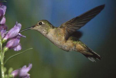 Tim Fitzharris - Broad-tailed Hummingbird feeding on the nectar of a Desert Penstemon flower, New Mexico