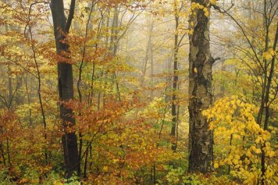 Tim Fitzharris - Mixed deciduous forest in autumn, Mill Brook, Vermont