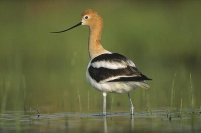Tim Fitzharris - American Avocet in breeding plumage wading though shallow water, North America
