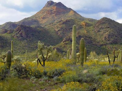 Tim Fitzharris - Saguaro and Teddybear Cholla amid flowering Lupine and California Brittlebush