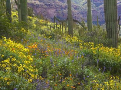 Tim Fitzharris - Saguaro amid flowering Lupine, Organ Pipe Cactus National Monument, Arizona