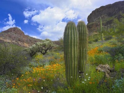 Tim Fitzharris - Saguaro amid flowering Lupine, Organ Pipe Cactus National Monument, Arizona