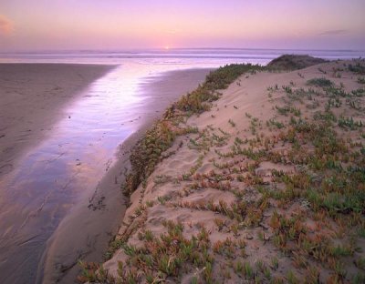 Tim Fitzharris - Hottentot Fig growing in beach sand, Morro Strand State Beach, California