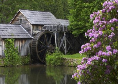 Tim Fitzharris - Rhododendron blossoming at Mabry Mill, Blue Ridge Parkway, Virginia