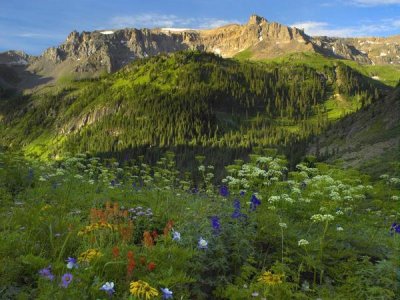 Tim Fitzharris - Wildflower meadow looking towards Mount Sneffels Wilderness, Yankee Boy Basin, Colorado