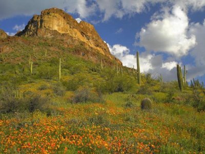 Tim Fitzharris - California Poppy and Saguaro cacti, Organ Pipe Cactus National Monument, Arizona