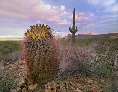 Tim Fitzharris - Saguaro and Giant Barrel Cactus, Saguaro National Park, Arizona