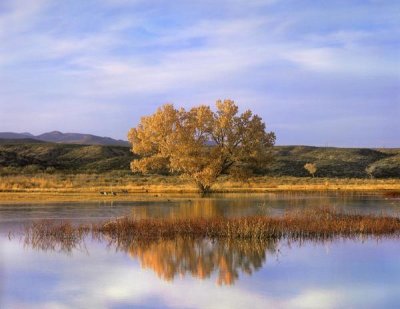 Tim Fitzharris - Sandhill Crane flock in pond, Bosque del Apache National Wildlife Refuge, New Mexico