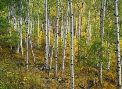 Tim Fitzharris - Aspen forest, Colorado