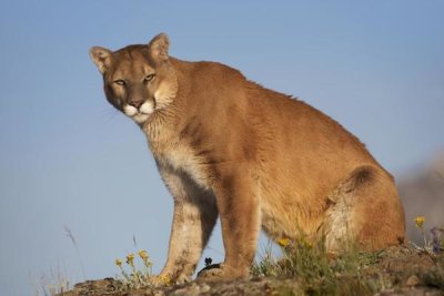 Tim Fitzharris - Mountain Lion North America