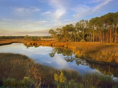 Tim Fitzharris - Lake near Apalachicola, Florida