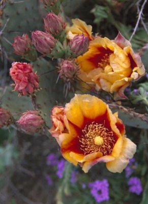 Tim Fitzharris - Opuntia in bloom, North America