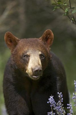 Tim Fitzharris - Black Bear portrait, North America