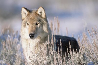 Tim Fitzharris - Timber Wolf portrait, North America