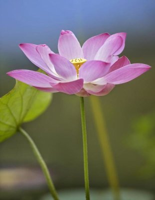Tim Fitzharris - Sacred Lotus flower, native to Asia