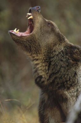 Tim Fitzharris - Grizzly Bear calling, North America