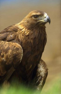 Tim Fitzharris - Golden Eagle portrait, North America