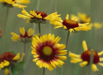 Tim Fitzharris - Indian Blanket flowers North America