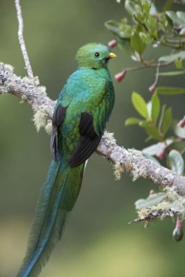 Tim Fitzharris - Resplendent Quetzal male, Costa Rica