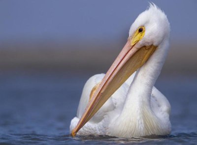 Tim Fitzharris - American White Pelican North America