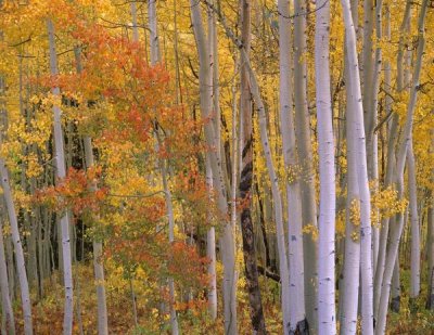 Tim Fitzharris - Aspens at Independence Pass, Colorado