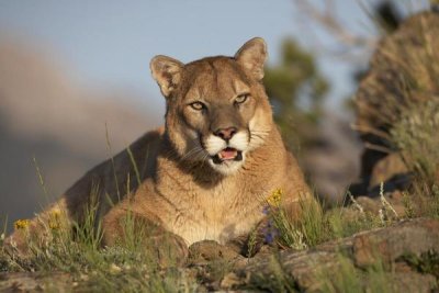 Tim Fitzharris - Mountain Lion portrait, North America