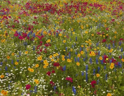 Tim Fitzharris - Drummond's Phlox near Westhoff, Texas